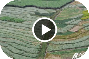 翁源水晶梨丰收季，一梨解千渴！翁源本地原生态水晶梨——翁山源水晶梨，清甜多汁，一口爱上！