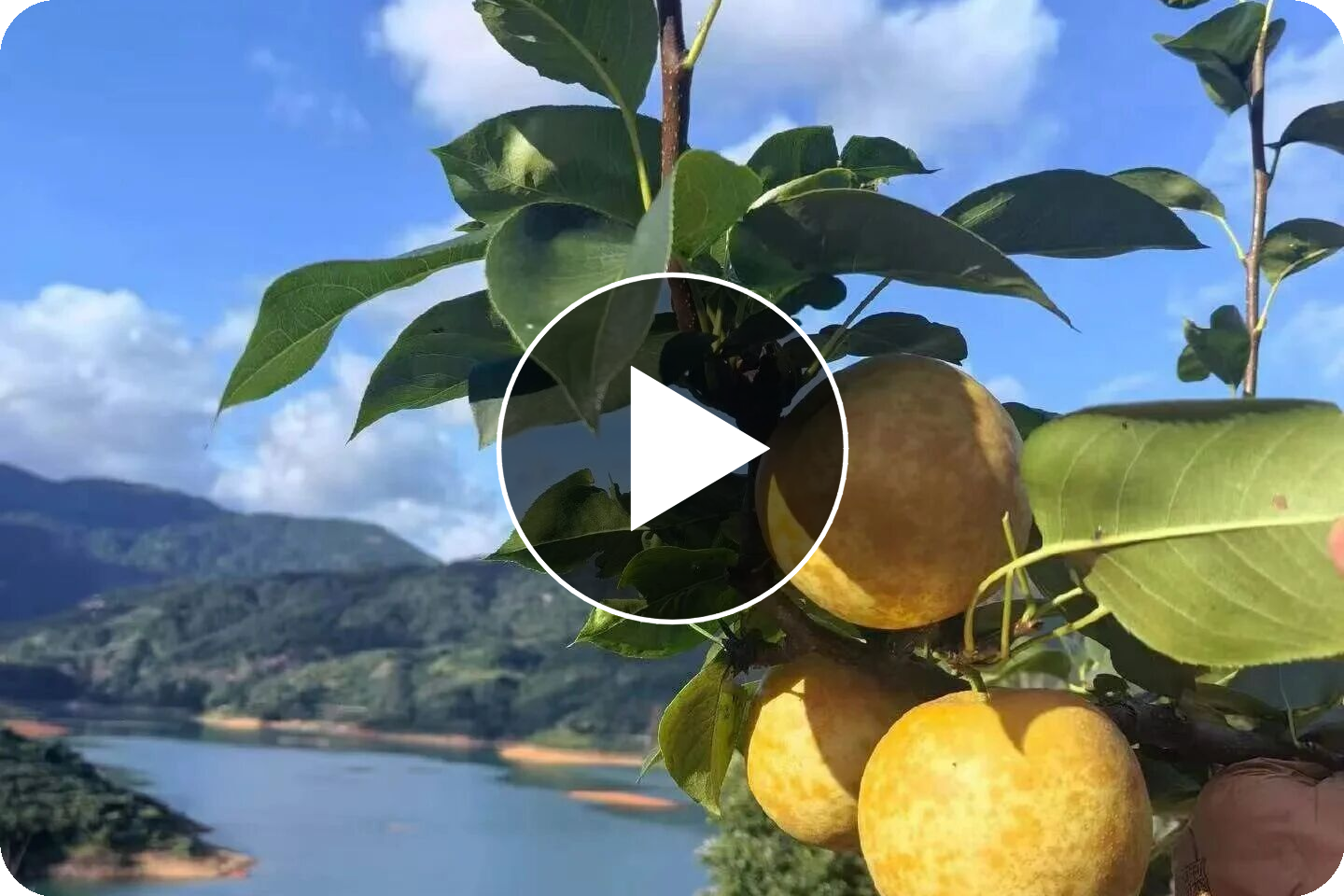蜜甜爽脆正当时！翁源水晶梨